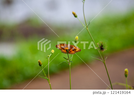 Butterfly on a red flower in the garden with green background Butterfly on a red flower in the garden with green background 121419164