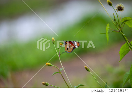 Butterfly on a red flower in the garden with green background Butterfly on a red flower in the garden with green background 121419174