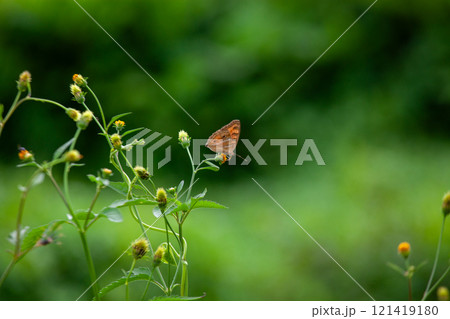 Butterfly on a red flower in the garden with green background Butterfly on a red flower in the garden with green background 121419180