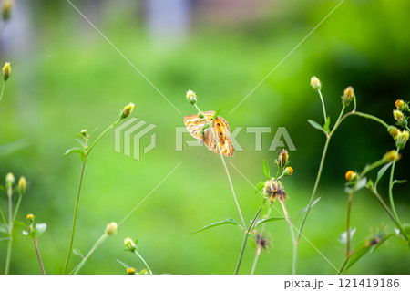 Butterfly on a red flower in the garden with green background Butterfly on a red flower in the garden with green background 121419186