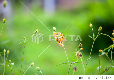 Butterfly on a red flower in the garden with green background Butterfly on a red flower in the garden with green background 121419187