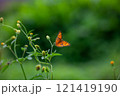 Butterfly on a red flower in the garden with green background 121419190