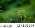 Butterfly on a red flower in the garden with green background 121419196