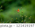 Butterfly on a red flower in the garden with green background 121419197
