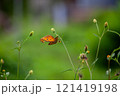 Butterfly on a red flower in the garden with green background 121419198