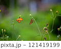 Butterfly on a red flower in the garden with green background 121419199