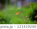 Butterfly on a red flower in the garden with green background 121419200