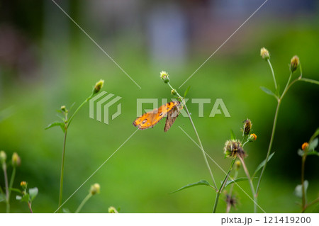 Butterfly on a red flower in the garden with green background 121419200