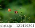 Butterfly on a red flower in the garden with green background 121419201