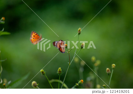 Butterfly on a red flower in the garden with green background 121419201