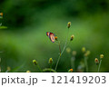 Butterfly on a red flower in the garden with green background 121419203