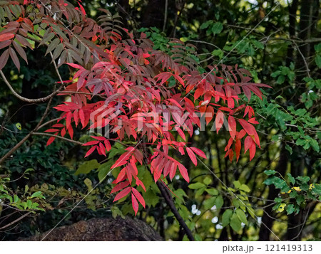 ヤマウルシ紅葉 121419313