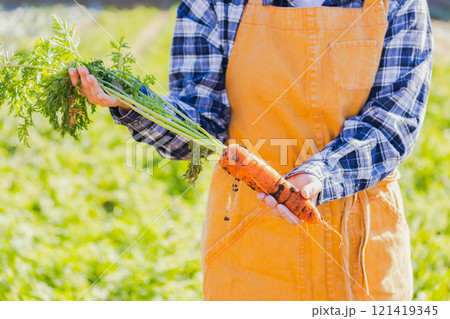 畑で野菜を収穫する女性 121419345