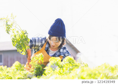 畑で野菜を収穫する女性 121419349