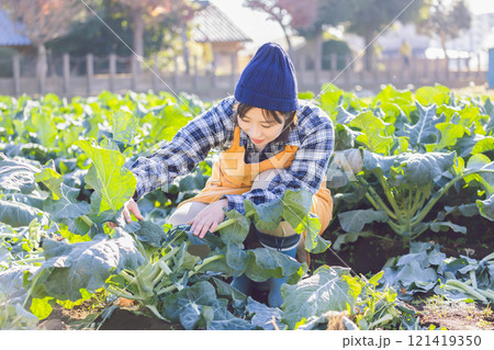 畑で野菜を収穫する女性 121419350