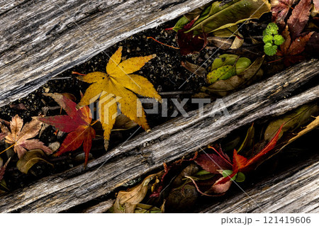 落ちたモミジと初冬のイメージ 121419606
