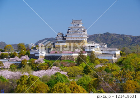 快晴の青空を背景に朝日を受けて輝く満開の桜咲く姫路城の春景色　Ver 121419631