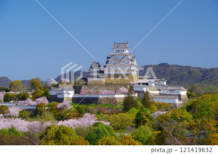 快晴の青空を背景に朝日を受けて輝く満開の桜咲く姫路城の春景色　Ver 121419632