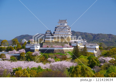 快晴の青空を背景に朝日を受けて輝く満開の桜咲く姫路城の春景色　Ver 121419634