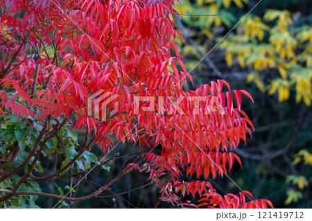 ヤマウルシ紅葉 121419712