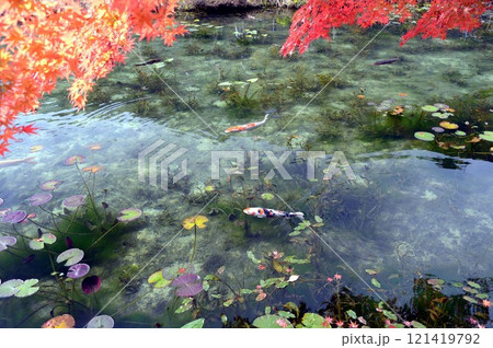 紅葉したモネの池と錦鯉 121419792