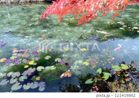 紅葉したモネの池と錦鯉 紅葉したモネの池と錦鯉 121419802