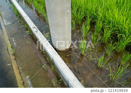 田んぼの水が道路に漏れる 田んぼの水が道路に漏れる 121419939