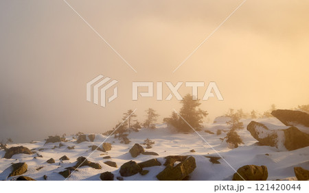 Snow-covered mountain slope at dawn, with scattered rocks and small trees adding texture to foreground. Sea of clouds below bathed in soft hues of blue and gold as sunlight gently illuminates scene. 121420044
