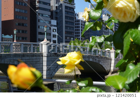 大阪 中之島バラ園の風景 大阪 中之島バラ園の風景 121420051