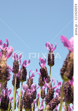 花壇に咲くフレンチラベンダー 花壇に咲くフレンチラベンダー 121420054