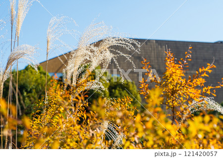 ススキと雪柳の紅葉 121420057