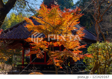 栃木県芳賀郡益子町大沢の紅葉の名所　浄土宗(旧)名越派総本山の大沢山虎渓院圓通寺境内の紅葉 121420167
