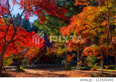 栃木県芳賀郡益子町大沢の紅葉の名所　浄土宗(旧)名越派総本山の大沢山虎渓院圓通寺境内の紅葉 121420168