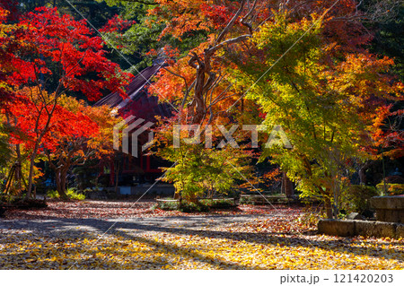 栃木県芳賀郡益子町大沢の紅葉の名所　浄土宗(旧)名越派総本山の大沢山虎渓院圓通寺境内の紅葉 121420203