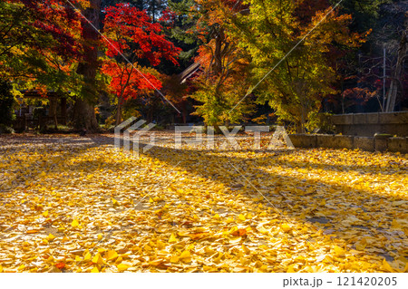 栃木県芳賀郡益子町大沢の紅葉の名所　浄土宗(旧)名越派総本山の大沢山虎渓院圓通寺境内の紅葉 121420205