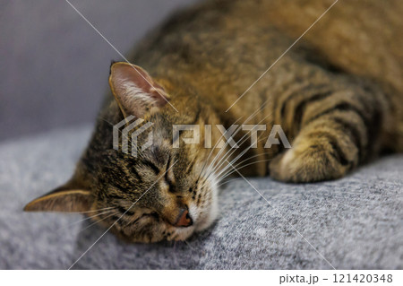 Peaceful close-up of a sleeping tabby cat, capturing its serene and relaxed state on a cozy surface Peaceful close-up of a sleeping tabby cat, capturing its serene and relaxed state on a cozy surface 121420348