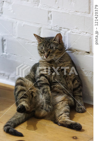 Cat sitting like a human, showcasing its quirky personality 121420379