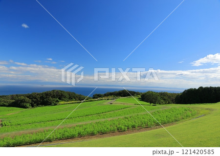 青空と緑のコントラストが美しいあわじ花さじきの風景 青空と緑のコントラストが美しいあわじ花さじきの風景 121420585
