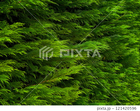 Dense green foliage of evergreen cedar tree Dense green foliage of evergreen cedar tree 121420596