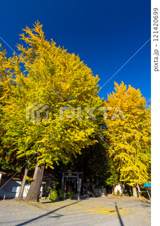 栃木県那須烏山市宮原　宮原八幡宮参道鳥居前の2本の黄葉イチョウ 121420699