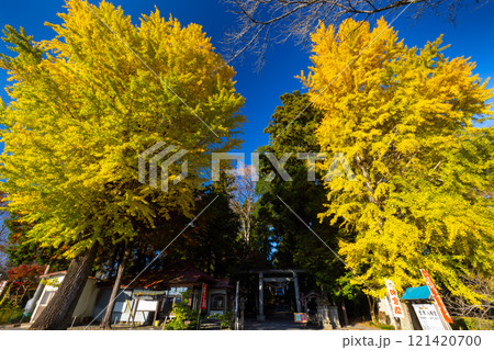栃木県那須烏山市宮原　宮原八幡宮参道鳥居前の2本の黄葉イチョウ 121420700