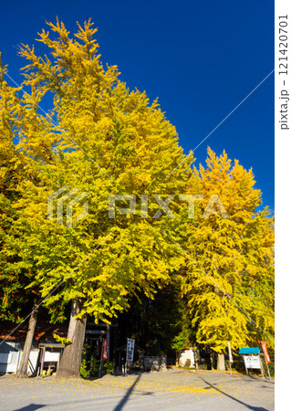 栃木県那須烏山市宮原　宮原八幡宮参道鳥居前の2本の黄葉イチョウ 121420701