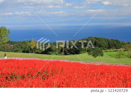 あわじ花さじきの真っ赤なサルビアの花畑に佇む女性 121420729