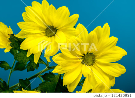 Close-up of Bright Yellow Chrysanthemum Copa Flowers Close-up of Bright Yellow Chrysanthemum Copa Flowers 121420951