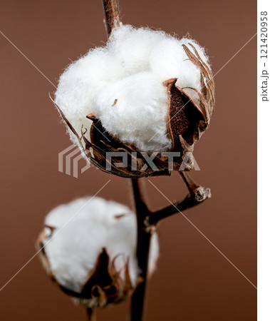 Cotton Bolls on Branch on brown background Cotton Bolls on Branch on brown background 121420958