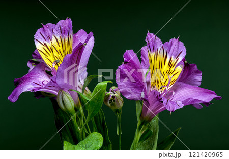 Purple Alstroemeria Flowers Close-Up green background 121420965