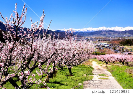 松代東条・杏の里 121420982