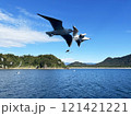 カモメ　鳥　海　空　山 121421221