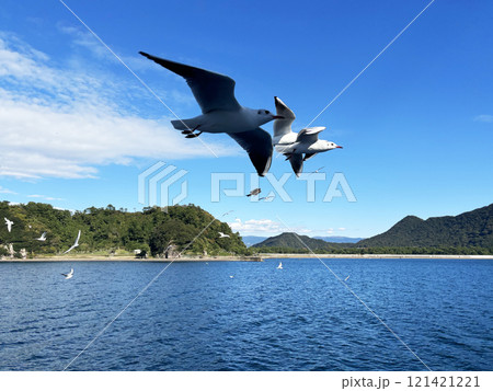 カモメ　鳥　海　空　山 121421221