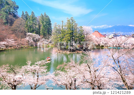 臥竜公園の桜 臥竜公園の桜 121421289
